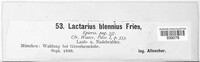 Lactarius blennius image